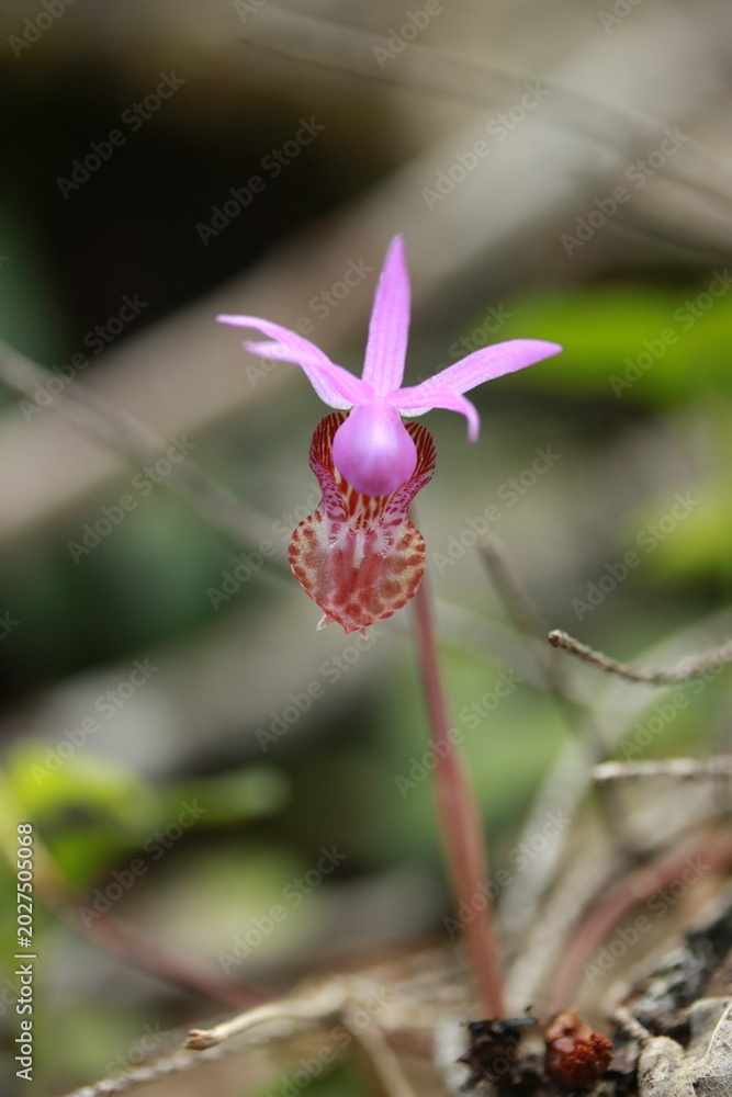 Ταπετσαρία Calypso Orchid (Calypso bulbosa) Single Pink Wild Orchid Bloom