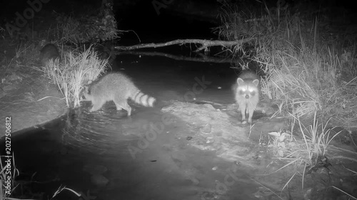 Three tiny, adorable raccoon babies looking for food in a small creek on a late summer night