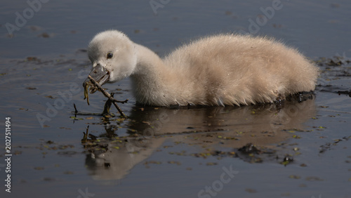 Quadro em tela Mute swan cygnet holding a twig in shallow wetland water