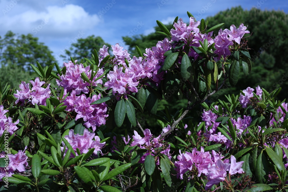 Fototapeta premium Rhododendrons violets en pleine floraison dans un parc au printemps