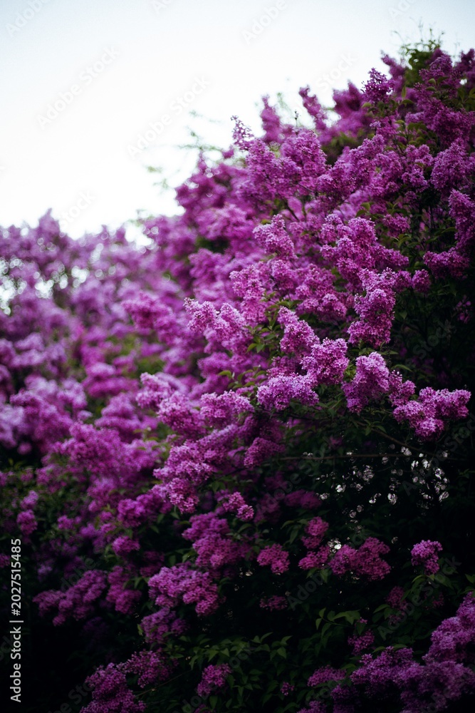 Obraz premium Close-up view of blooming lilac flowers in a garden during spring season in daylight