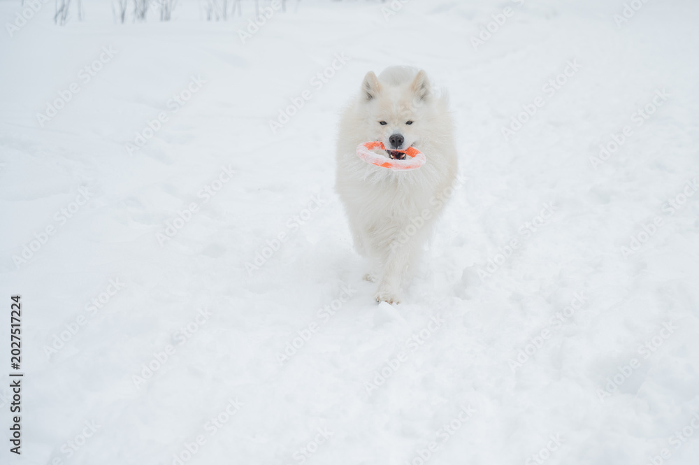 Fototapeta premium A Samoyed dog plays with a puller on a winter walk.