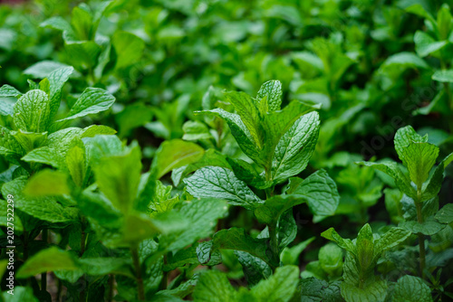 Canvas Print A close view of countless fresh green mint leaves flourishing outdoors, displayi