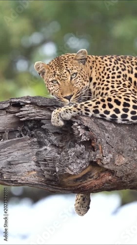 Majestic leopard resting on a tree branch in the wild african savanna