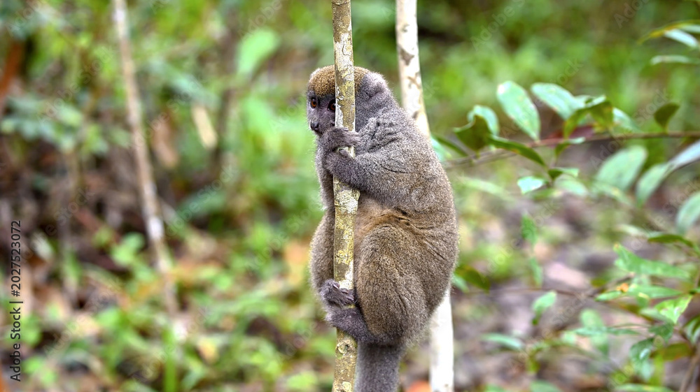 Fototapeta premium A cute bamboo lemur climbing a thin tree trunk in a lush tropical rainforest.