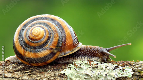 Foto Detailed macro shot of a garden snail with a spiral shell crawling on a textured log