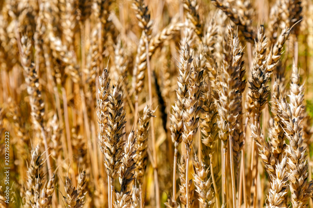 Obraz premium Ears of wheat on a blue sky background.Harvestable wheat field blue sky white clouds.Wheat close up.Agricultural farm.