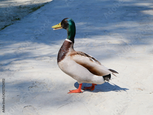 Obraz na plátně Male Mallard Duck Standing in Sunlight