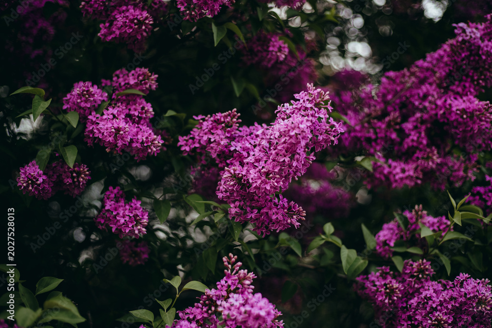 Obraz premium Bright purple flowers bloom on branches in a garden during the spring season showcasing nature's beauty and vibrancy in full growth