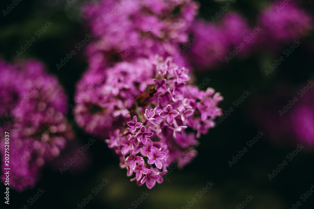 Obraz premium Bright purple flowers bloom on branches in a garden during the spring season showcasing nature's beauty and vibrancy in full growth