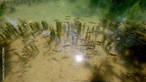 School of fish in forest river during spring