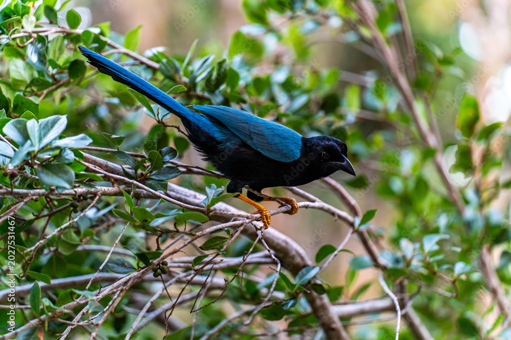 Fototapeta premium Yucatan Jay Perched on Tree Branch in Natural Forest Habitat in Mexico