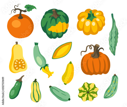 Squash and Pumpkin Veggies Collection. Courgette, zucchini, delicata, butternut, patty pan, honeynut, cucurbita, acorn, zephyr, marrow