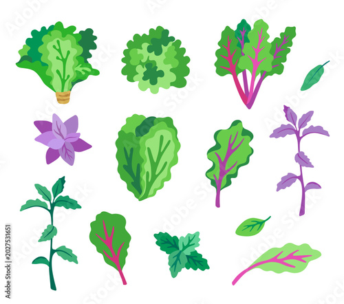 Leafy greens and herb vegetables set. Lettuce, peppermint, basil, sage, chard, baby collard, salad, kale, broccoli rabe