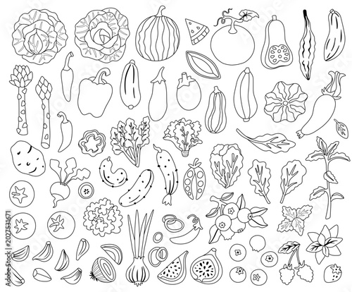 Fruit and vegetable illustration set. Tomato, cucumber, cabbage, squash, bell pepper, pea pod, radish, bulb, paprika, pumpkin, onion, garlic, chili, lettuce. Black and white. illustration. Editable 