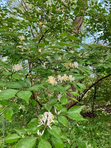 honeysuckle bush in the forest