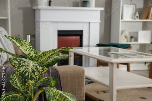 Green plant near sofa in li...