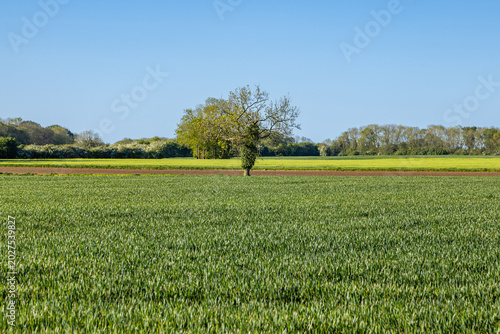 Looking over a field of young crops in the Lincolnshire countryside, on a sunny spring day