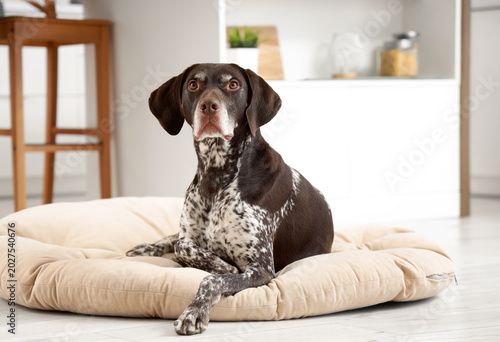 Foto Cute German Shorthaired Pointer dog lying on pet bed at home