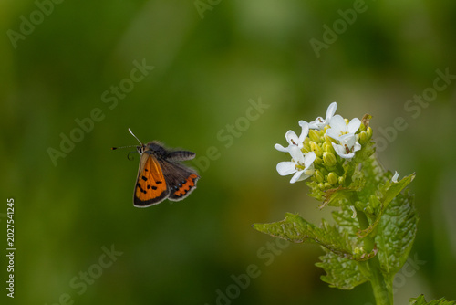 Bild auf Leinwand Small Copper Butterfly in Flight Beside Wildflower
