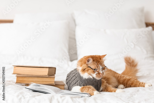 Cute cat in sweater with ey...