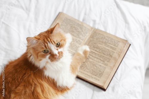 Cute cat with book on bed, ...