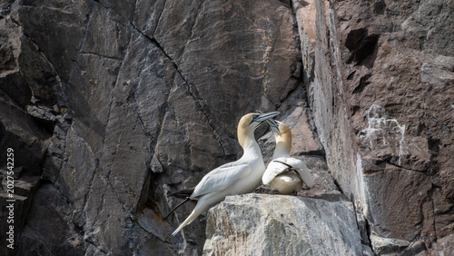 Tableau sur toile Pair of Northern Gannets Bonding on the Cliffs of Bass Rock