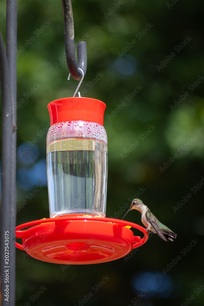 Fototapeta premium Hummingbird in red feeder