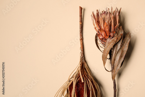 Beautiful dried Banksia flo...