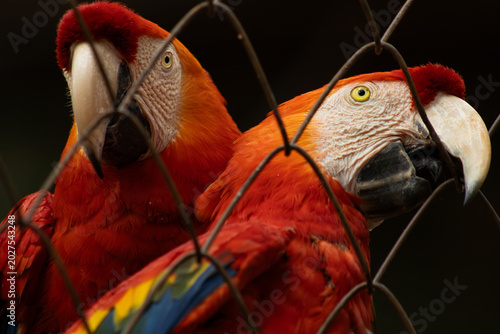 Vászonkép Scarlet Macaw (Ara macao) close-up behind a wire fence in captivity