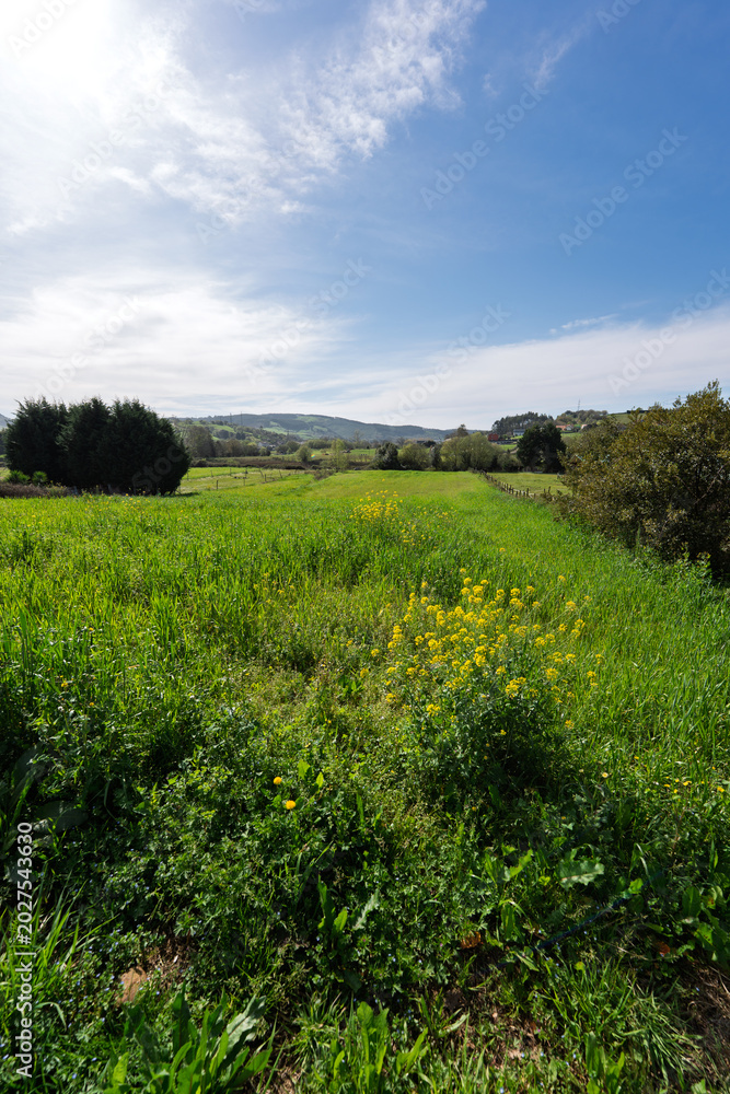 Fototapeta premium Bright Green Meadow With Yellow Wildflowers and Blue Sky