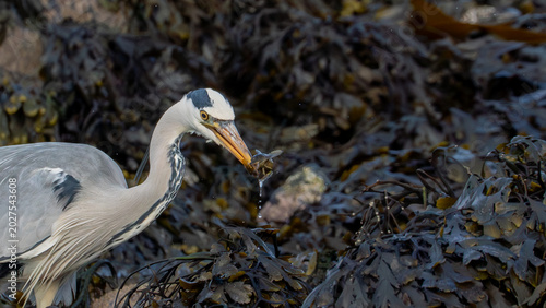 Tableau sur toile Grey Heron with Freshly Caught Fish in Seaweed-Covered Tidal Pool, North Berwick