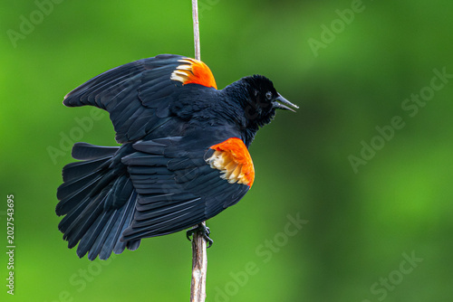 Red-winged blackbird perched on a branch wings and tail spread.