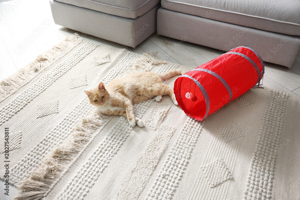 Fototapeta premium Cute cat resting on carpet and toy tunnel at home, above view