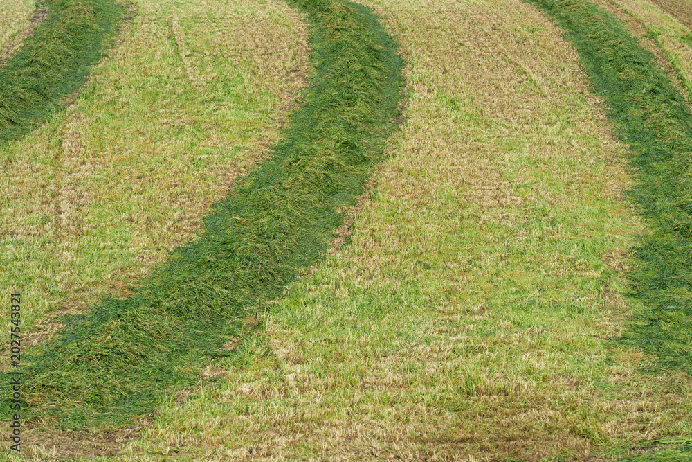 Fototapeta premium Curved Windrows of Cut Grass in Mown Agricultural Field