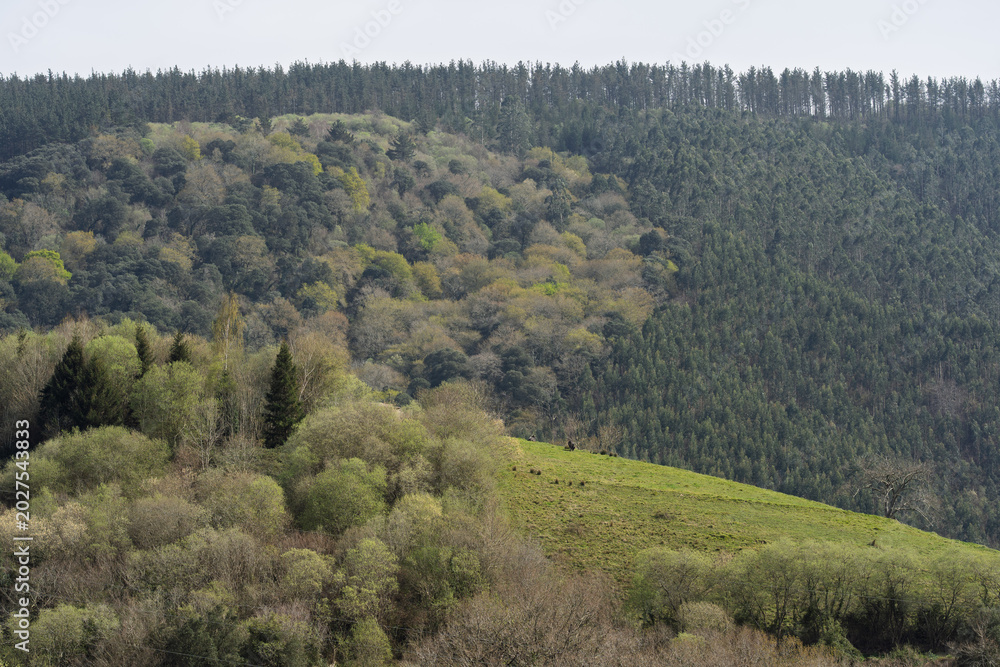 Fototapeta premium Forested Hillside with Mixed Woodland and Green Meadow