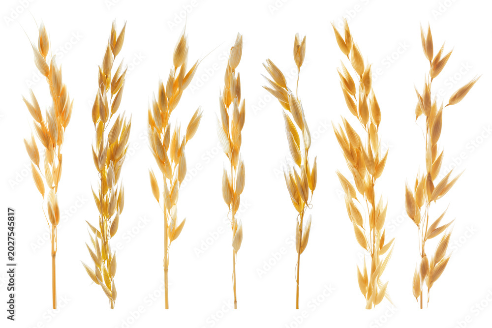 Fototapeta premium Oat ears isolated on white, set. Cereal plant