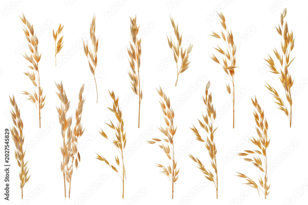 Fototapeta premium Oat ears isolated on white, set. Cereal plant