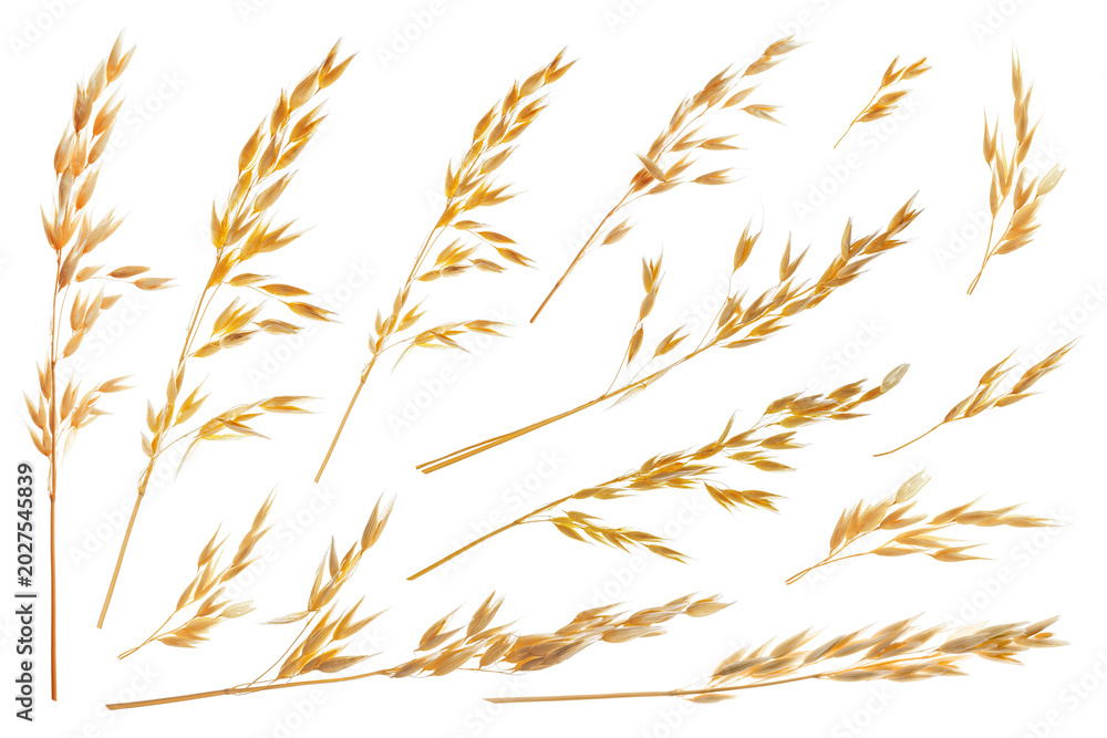 Fototapeta premium Oat ears isolated on white, set. Cereal plant