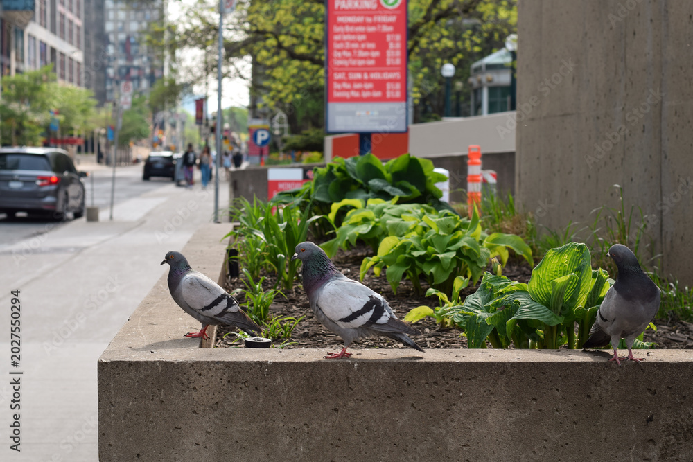 Fototapeta premium Pigeons gathered on a flowerbed in an urban setting with a softly blurred downtown city street in the background, capturing contrast between wildlife and city life