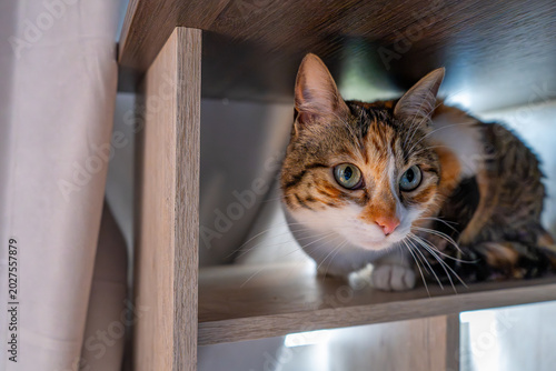 A calico cat with striking blue eyes curiously peeks from behind a wooden shelf in a cozy setting.