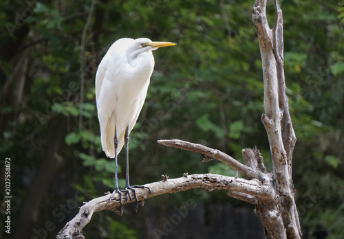 Canvas Print Great Egret Perched on Weathered Tree Branch in Natural Wetland