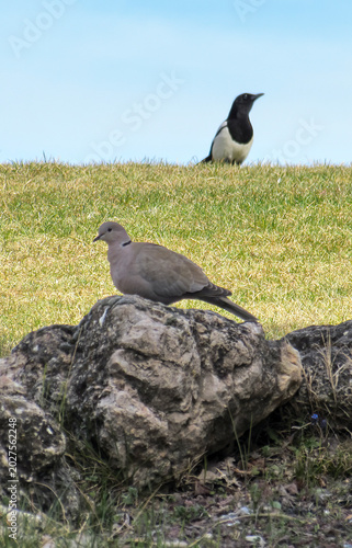 Eurasian collared dove perched on a rock with a blurry magpie on a grassy hill.