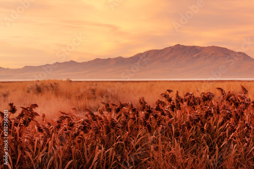 Prehistoric marshy landscape with phragmites at sunset in Antelope Island state park within Great Salt Lake, Utah, USA