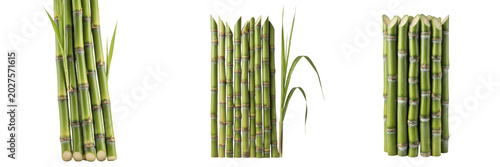 Isolated Sugar Cane Stalks PNG Set Raw Sugarcane Plant Sticks with Leaves for Agriculture Farming Concept Sweet Juice Drink Ingredient Graphic Asset
