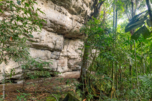 A massive rock wall partially obscured by greenery, showcasing the rich biodiversity of the Colombian jungle.