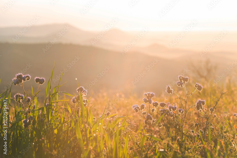 Fototapeta premium Mountains meadow