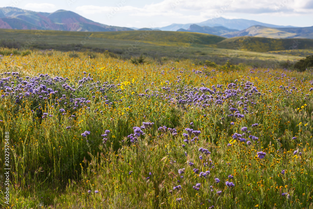 Fototapeta premium Mountains meadow