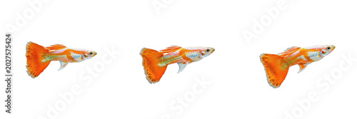 Isolated Guppy Fish PNG Set Colorful Aquarium Poecilia Reticulata for Pet Shop Branding Aquatic Life Design and Creative Underwater Scene Composition