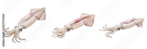 Isolated Fresh Squid PNG Set Raw Calamari Seafood Element for Culinary Menu Design Sea Food Product Showcase and Restaurant Graphic Material High Quality Render
